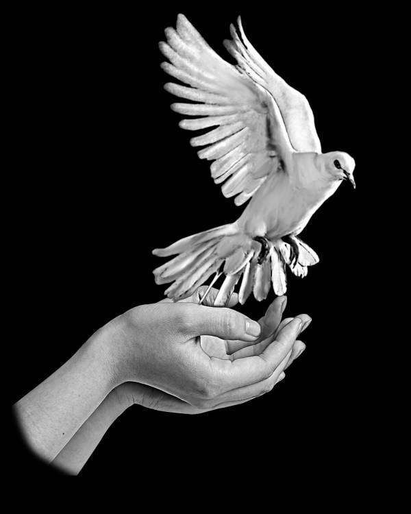 РУКИ И ГОЛУБЬ.jpg