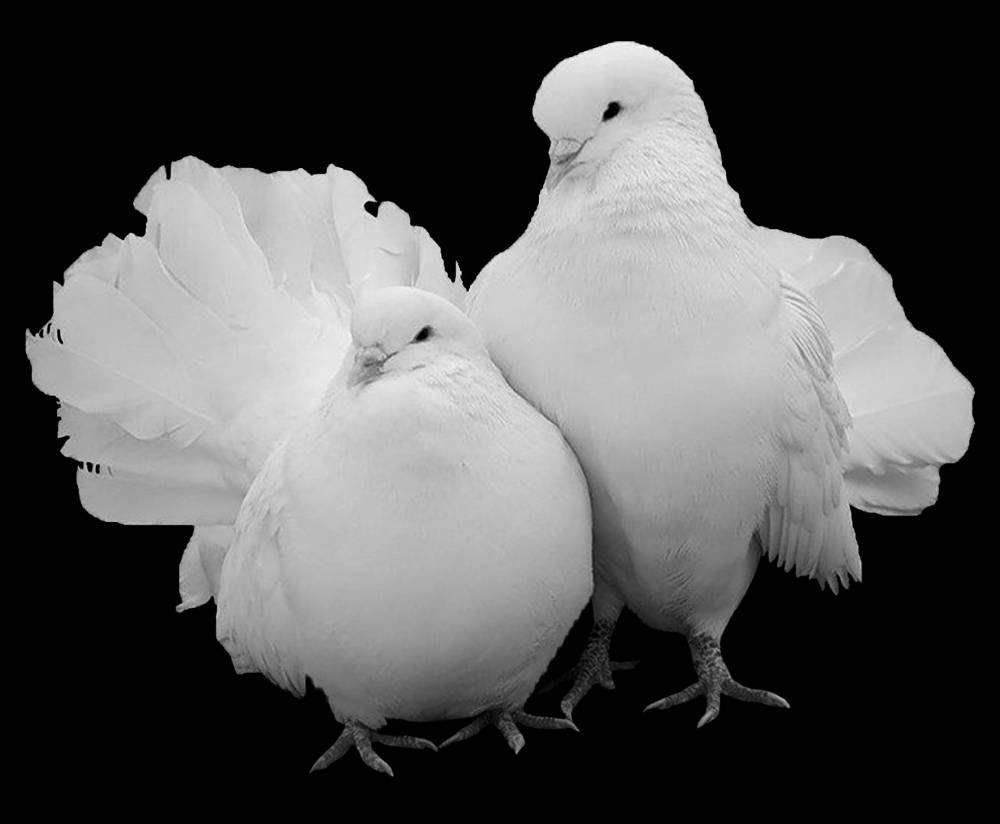 голуби.jpg