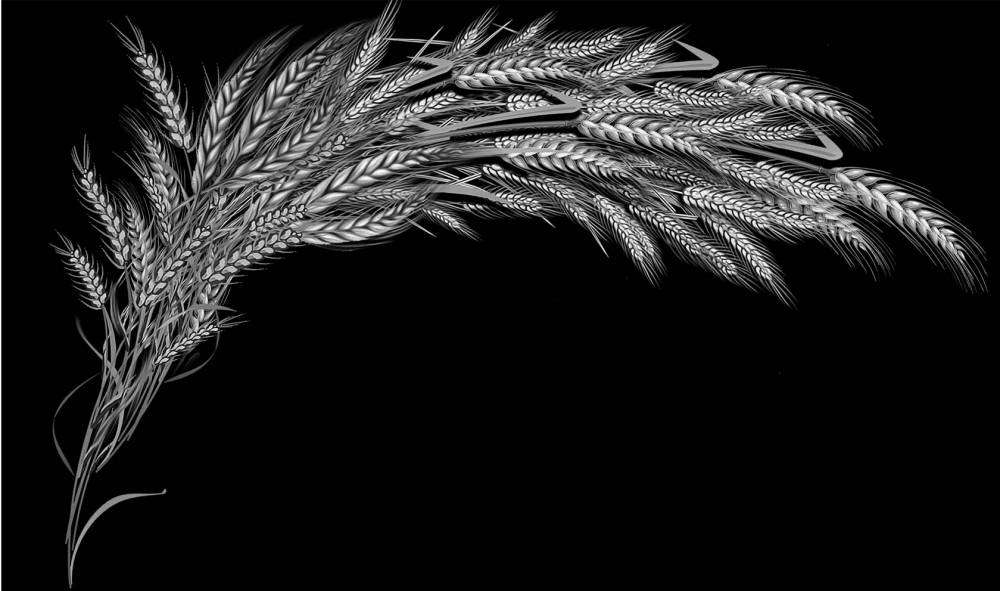 ПШЕНИЦА.jpg