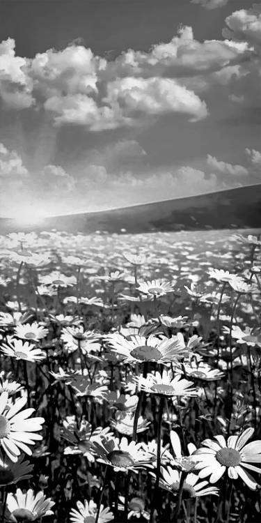 ромашки в поле.jpg