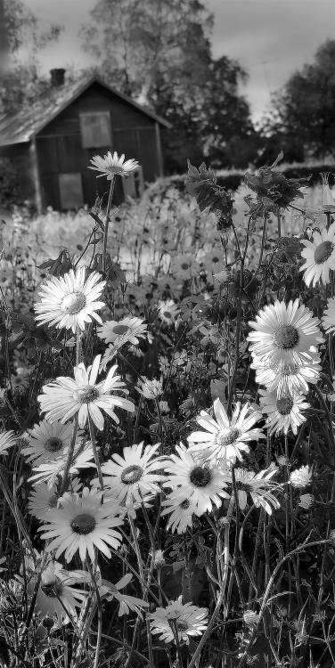 ромашки в поле1.jpg