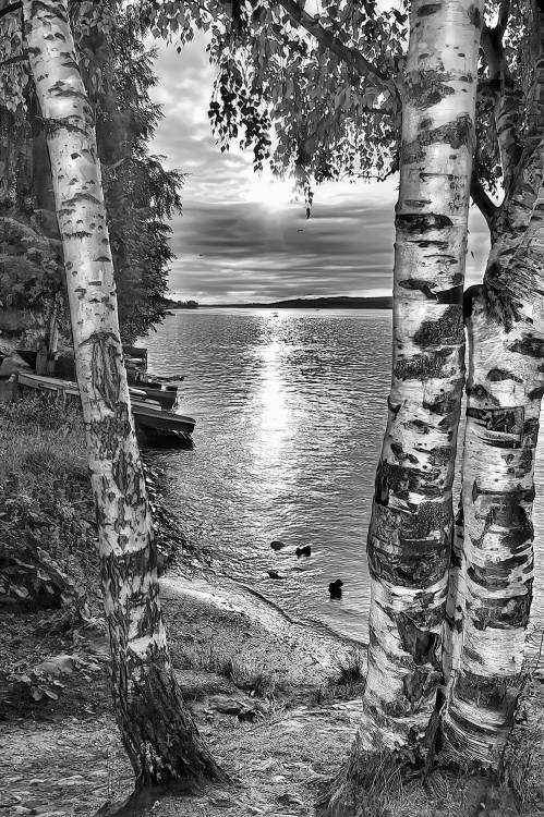 Березки Мойши Степана.jpg