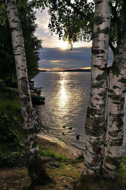 Березы в цвете.jpg