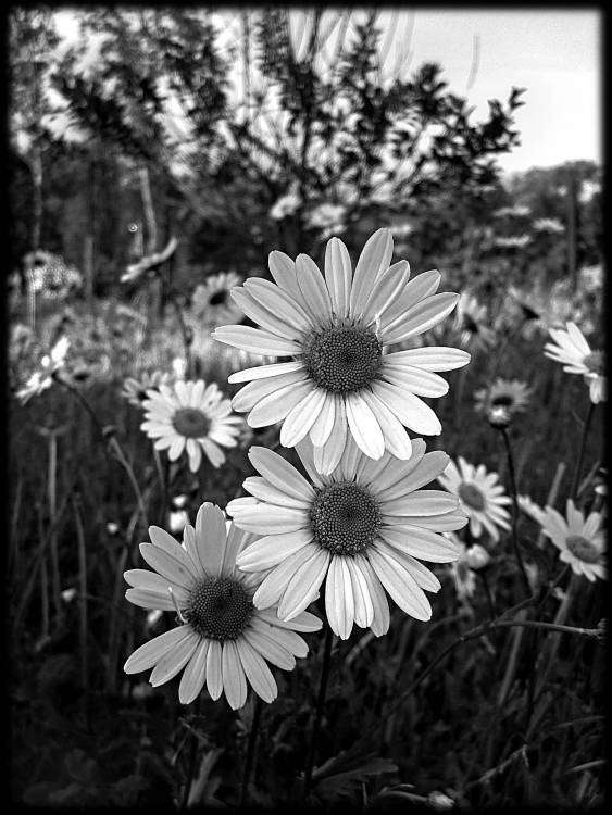 поле ромашки.jpg