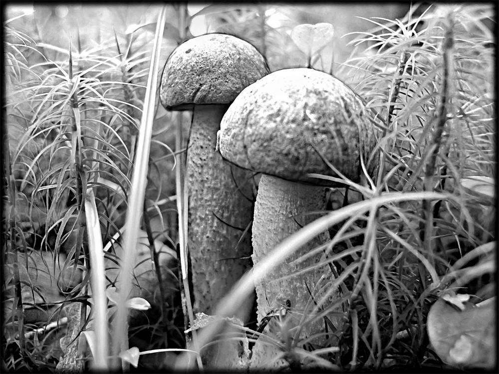 Разное 117.jpg