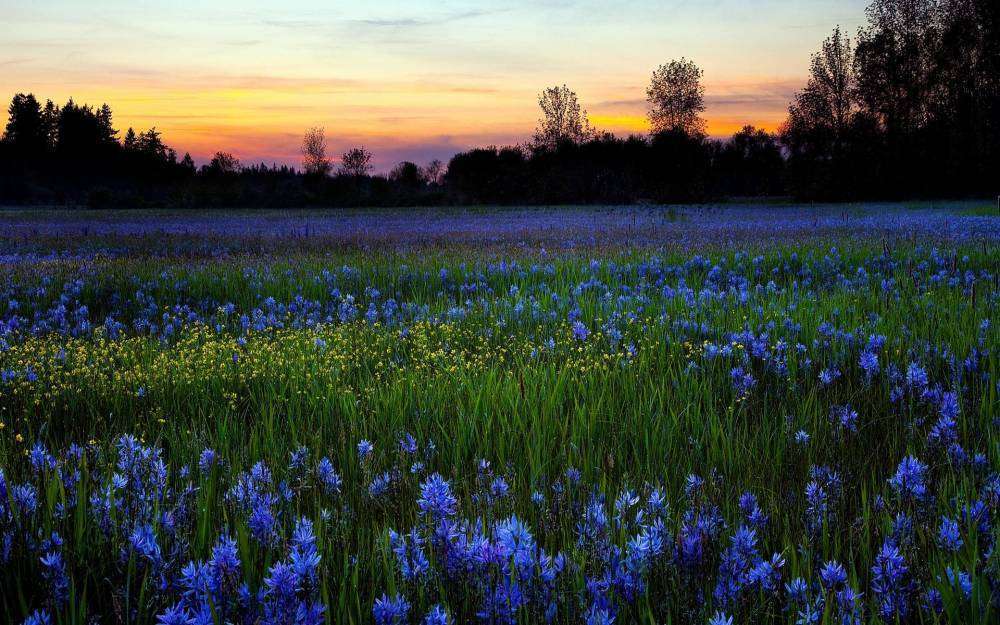 sunlight-landscape-flowers-grass-sky-field-evening-morning-atmosphere-lavender-spring-tree-flower-dawn-grassland-plant-agriculture-meadow-wildflower-1920x1200-px-prairie-crop-computer-wallpaper-ecosystem-grass-family.jpg