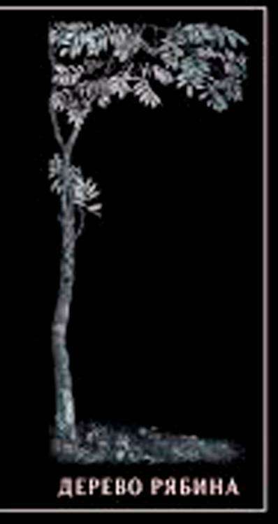 Витрина корел.jpg