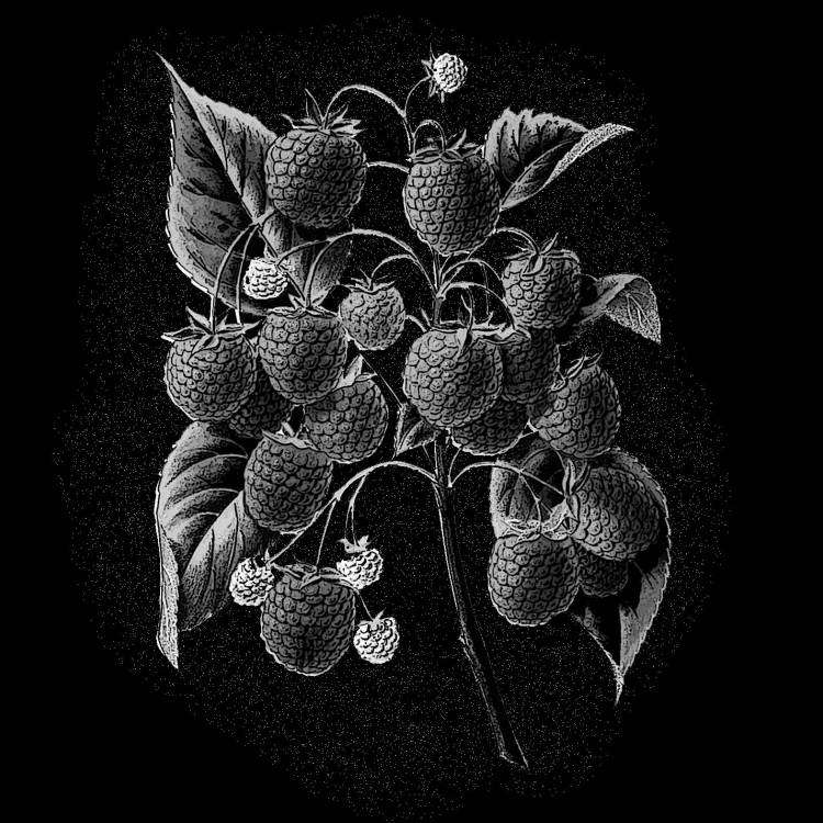 Ветка малины копия.jpg