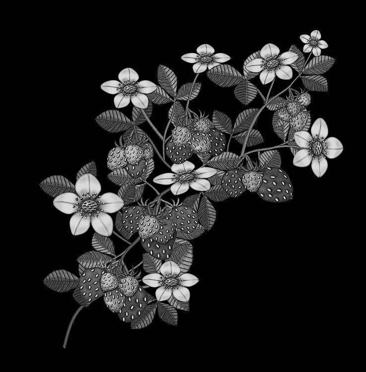 ветка цветущей малины копия.jpg