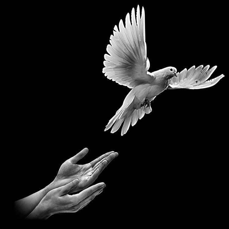 РУКИ ГОЛУБКА.jpg