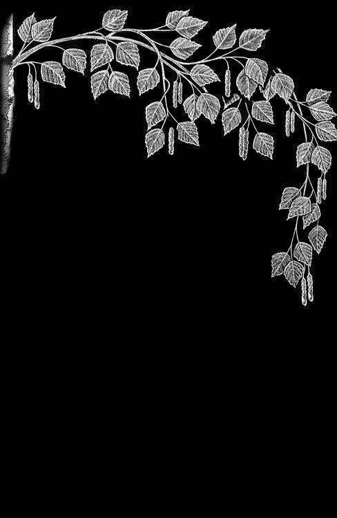 ВЕТКА БЕРЕЗЫ.jpg