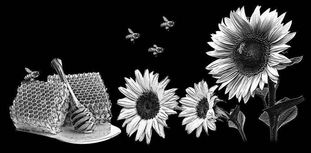 подсолнухи пчела.jpg