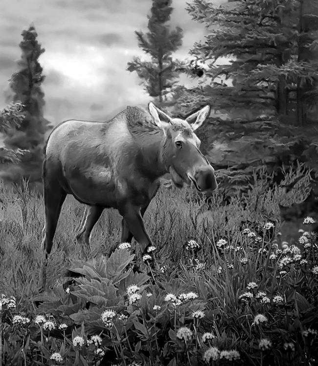 Лось без рогов.jpg