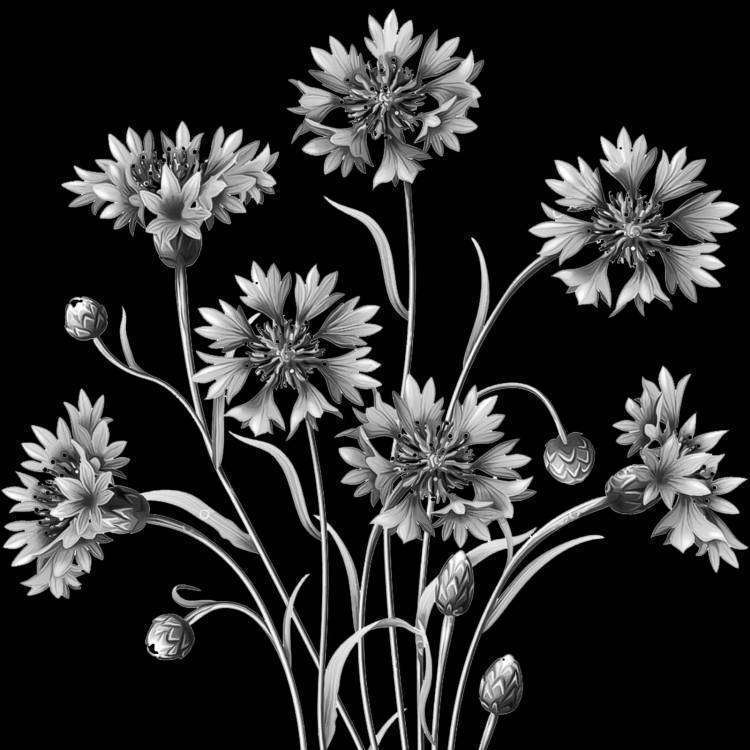 Васильки 02.jpg