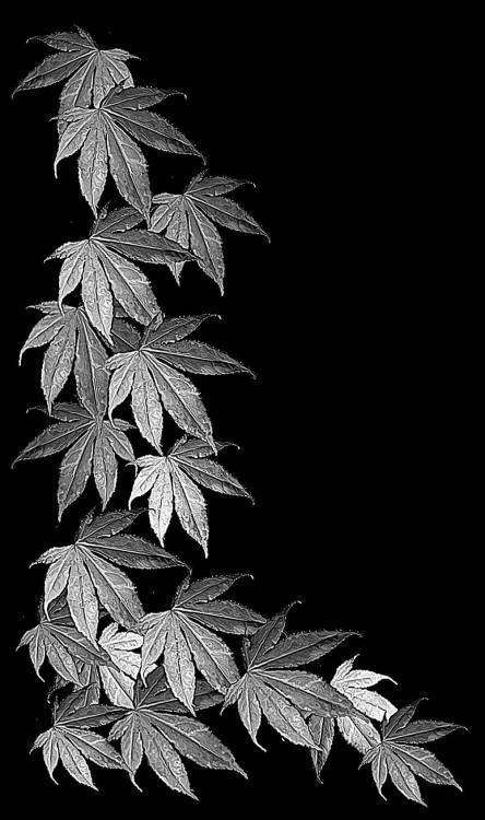 ДИКИЙ ВИНОГРАД.jpg