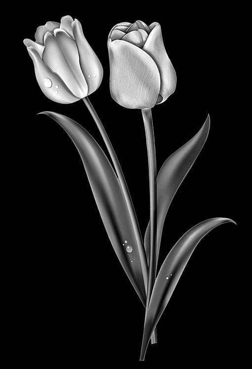 тюльпаны.jpg