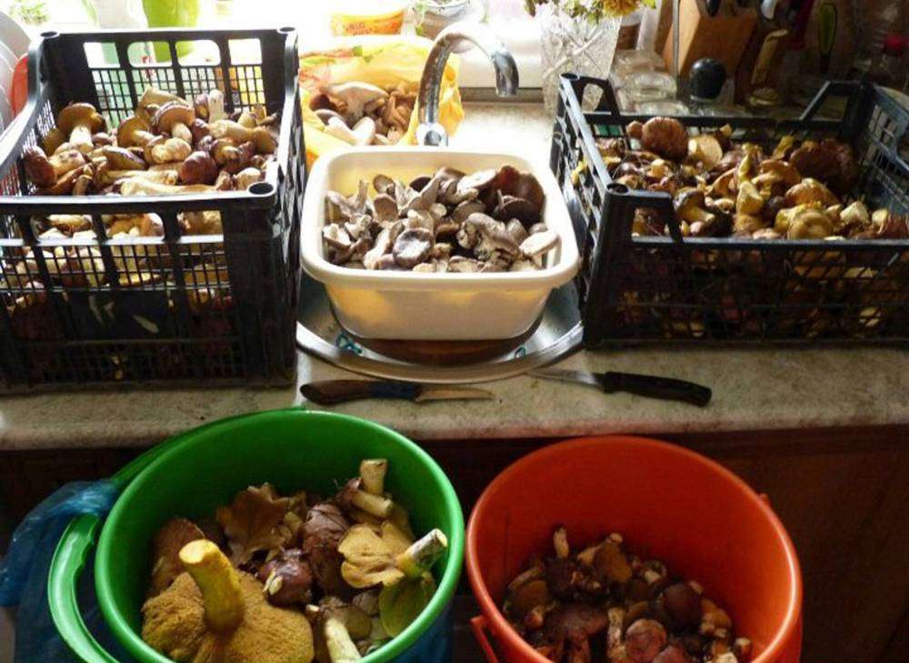 тихая охота.jpg