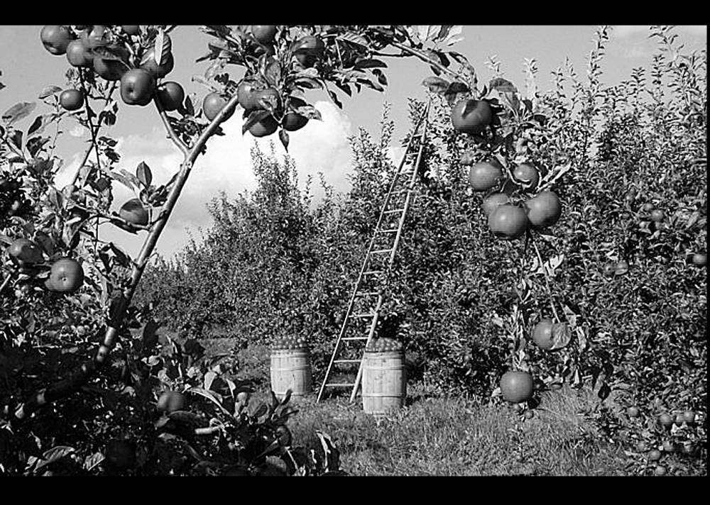 яблоки.jpg