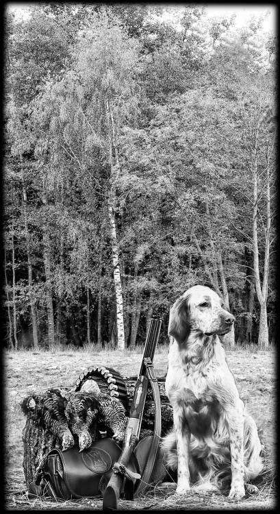 собака ружьё.jpg