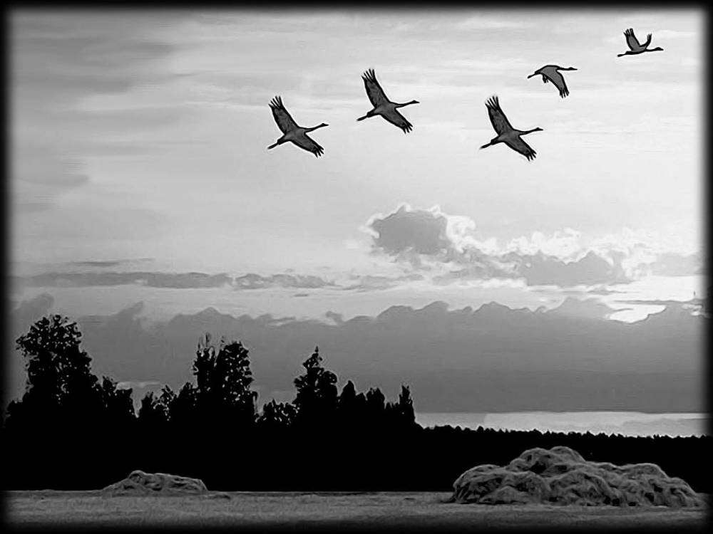 Клин журавлей.jpg