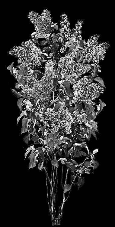 куст сирени.jpg