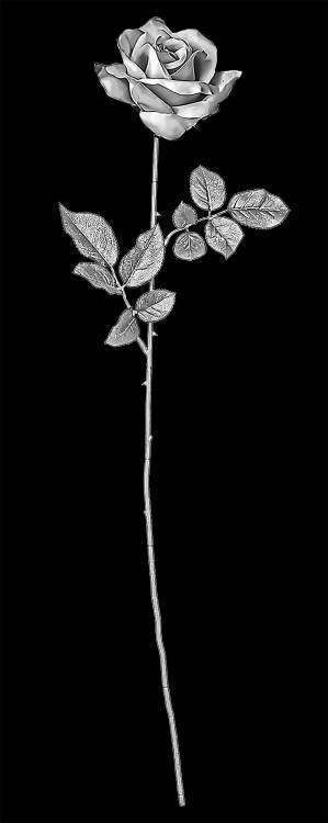 роза копия.jpg