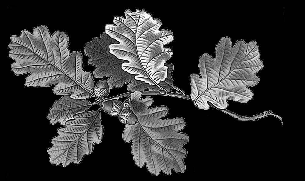 веточка дуба.jpg