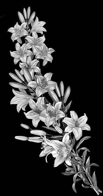 Лилии на гранит.jpg