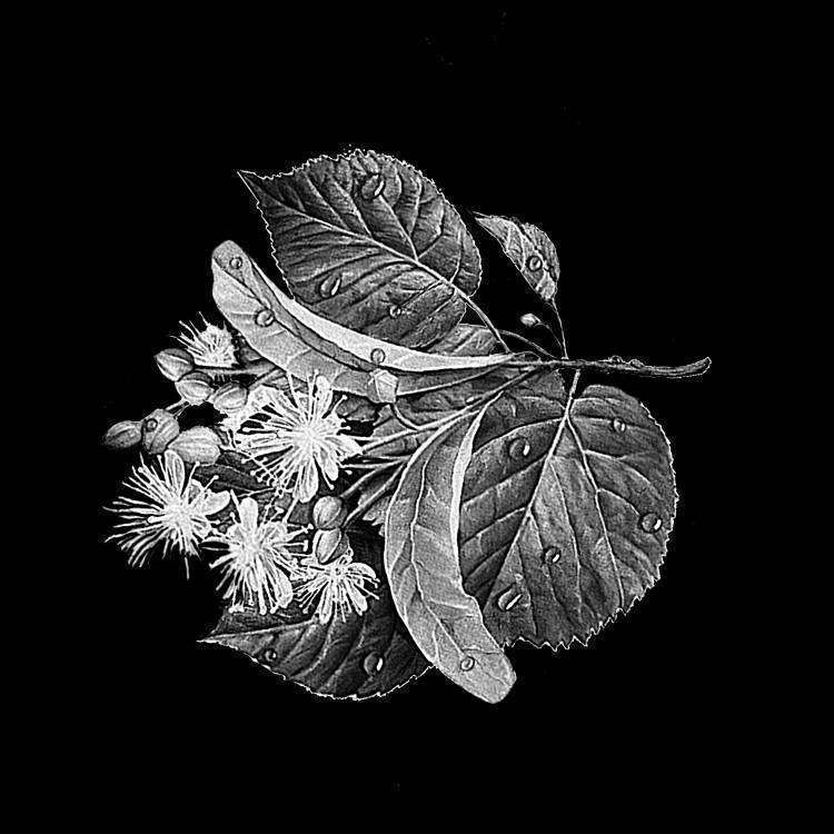 веточка липы.jpg