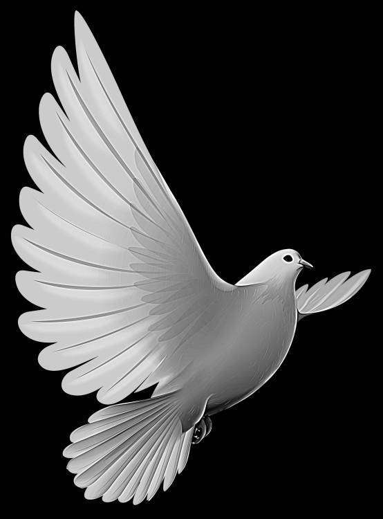 голубь.jpg