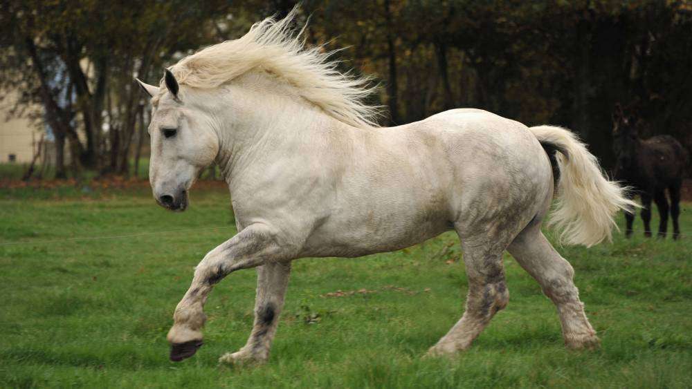2019Animals___Horses_White_horse_walking_on_the_green_grass_130784_.jpg