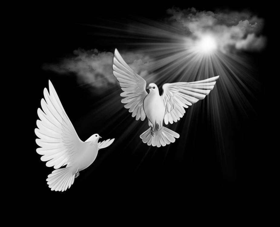 Psd голуби копия.jpg