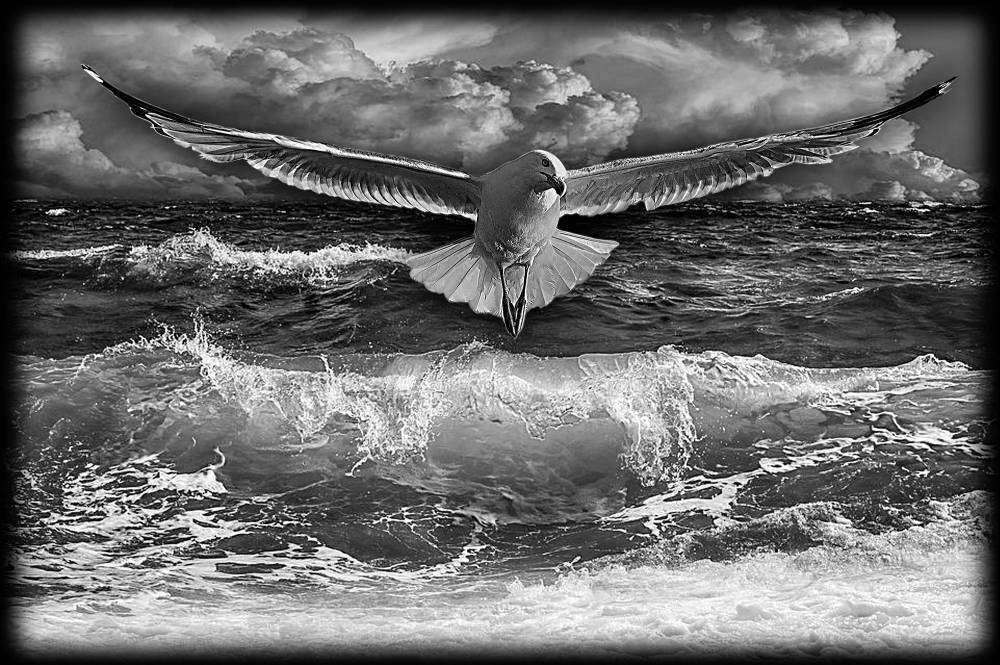 МОРЕ, ЧАЙКА.jpg