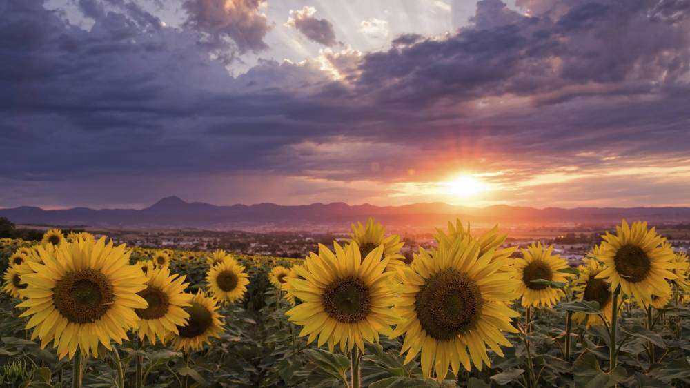 Fields_Sunrises_and_sunsets_Sunflowers_Clouds_591852_2560x1440.jpg