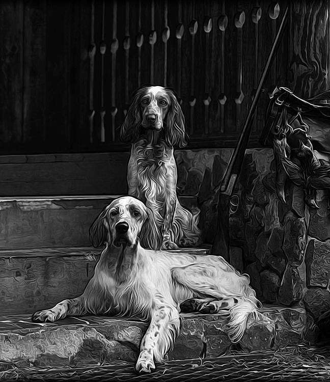 спаниели 2.jpg