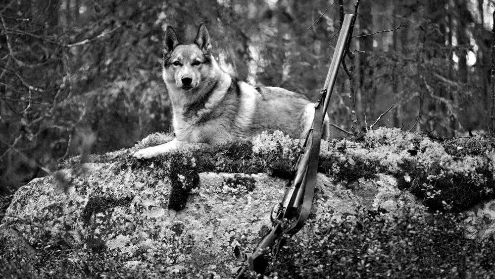 Собака, ружье.jpg