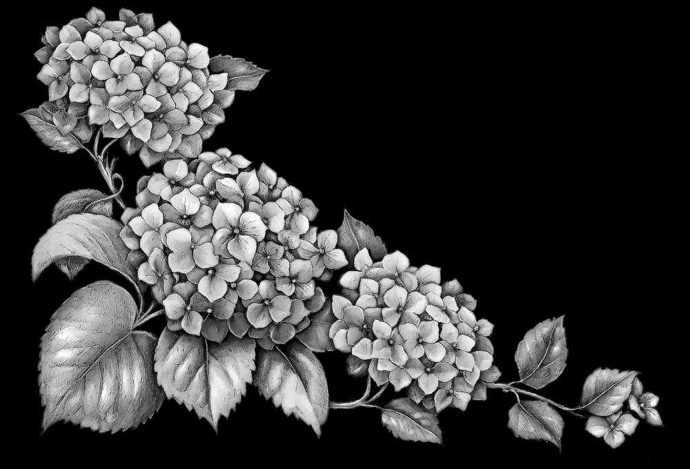 Гортензия.jpg