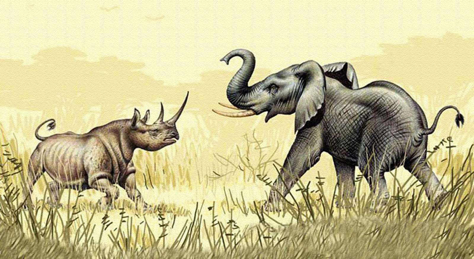 Носорог и осьминог носят десять пар. Слоны и носороги. Слон и носорог картина.
