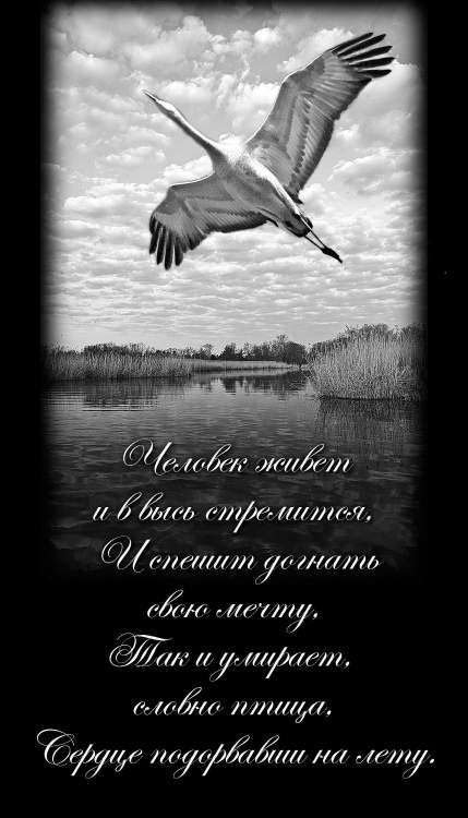 Журавль взлетающий.jpg