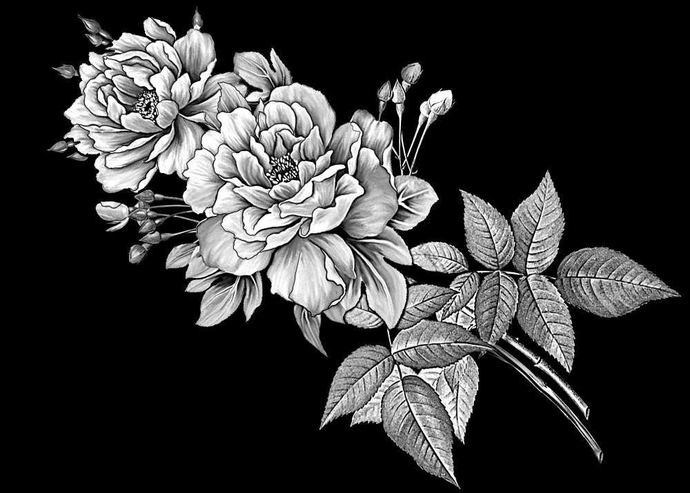 РОЗЫ  АГИ.jpg