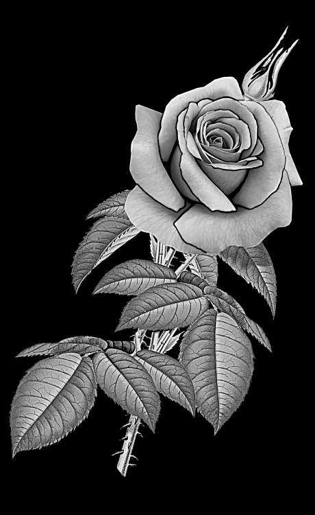 роза.jpg