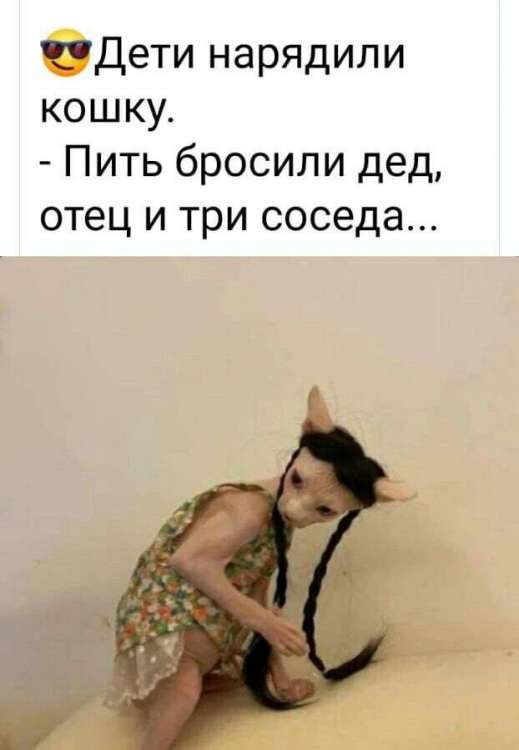 КОШКА.jpg