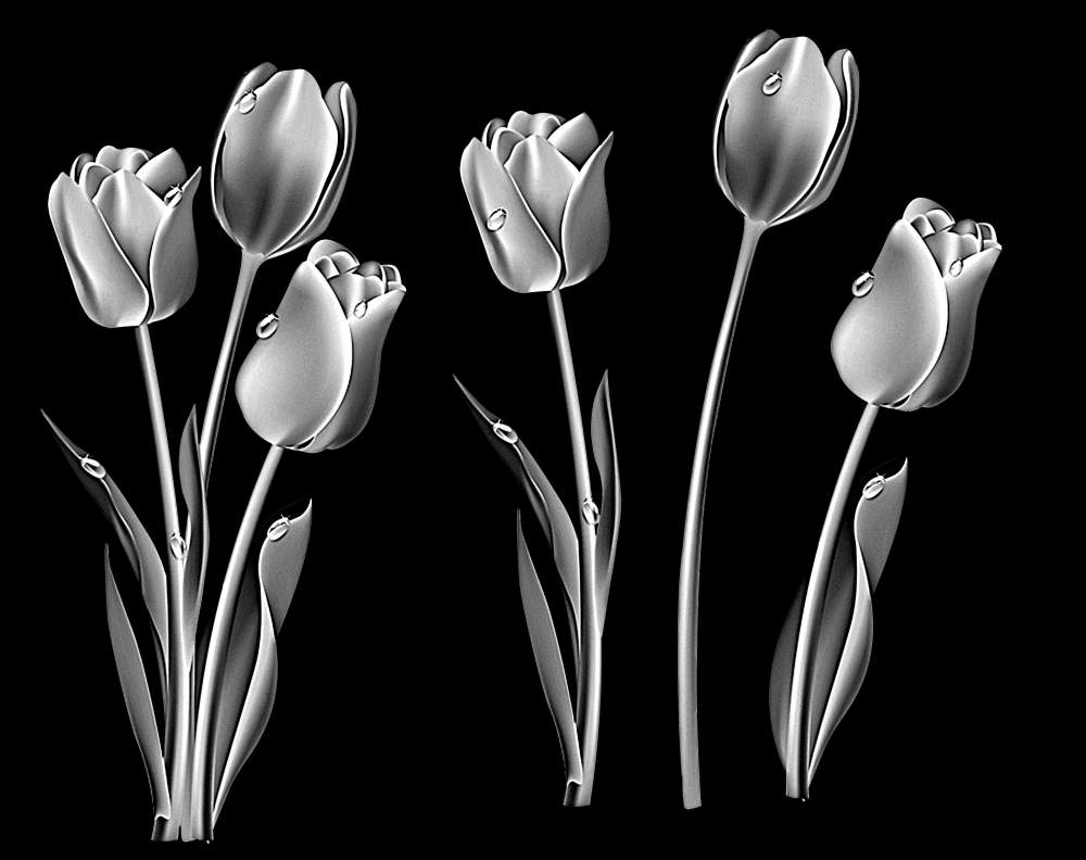 тюльпаны.jpg