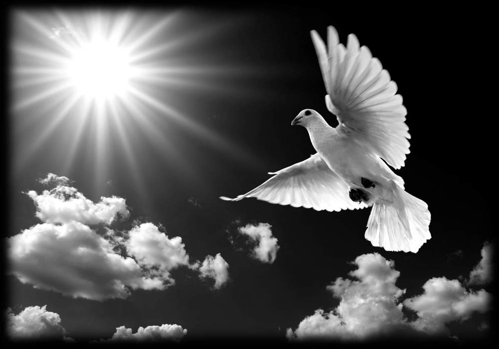 птицы, животеые 70.jpg