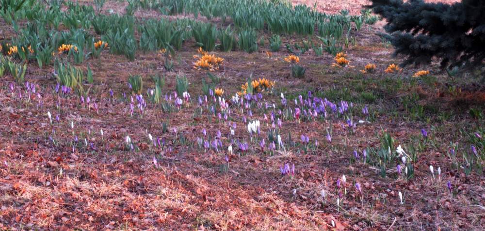 IMG_0139  (10 апреля 2023).jpg