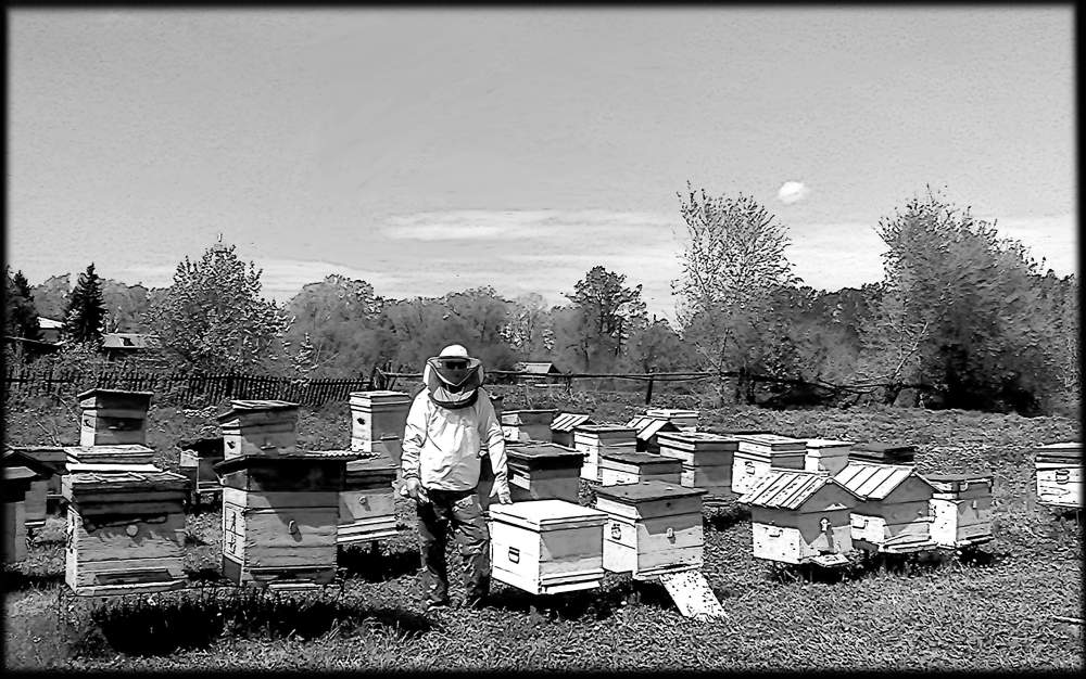пасека7.jpg