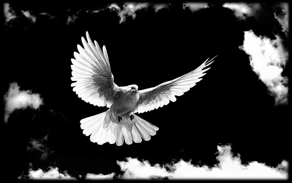 птицы, животеые 84.jpg