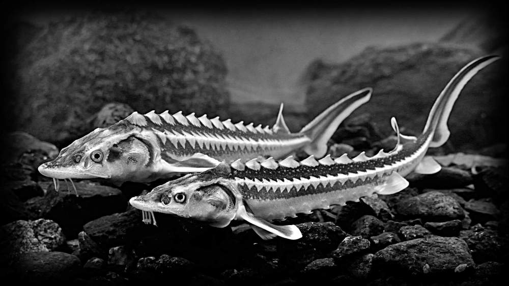 Без имени-2.jpg