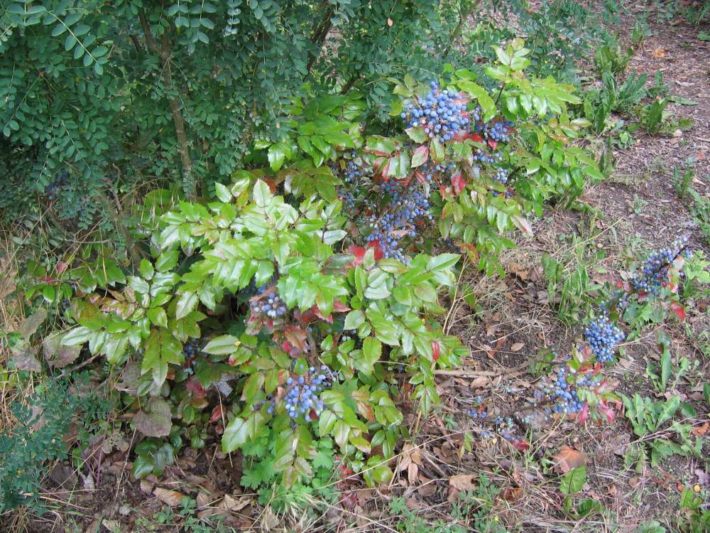 Korina_2014-07-01_Mahonia_aquifolium.jpg