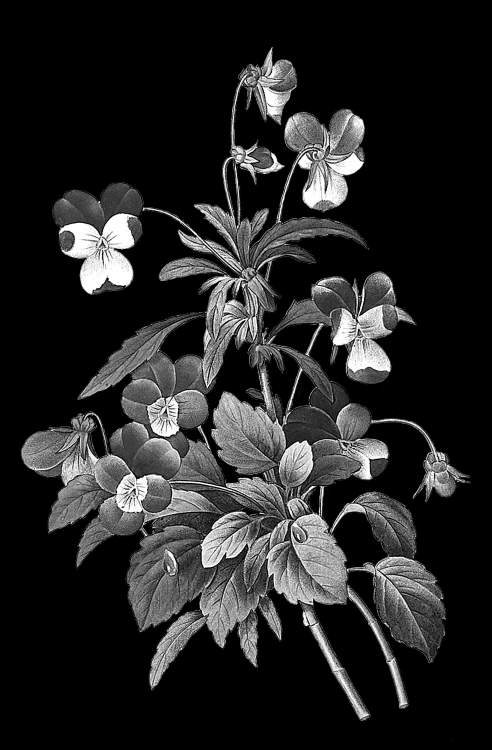 анютины глазки.jpg